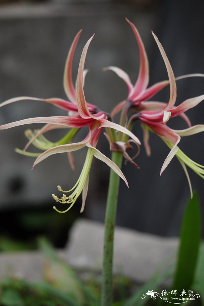 朱頂紅Hippeastrum rutilum