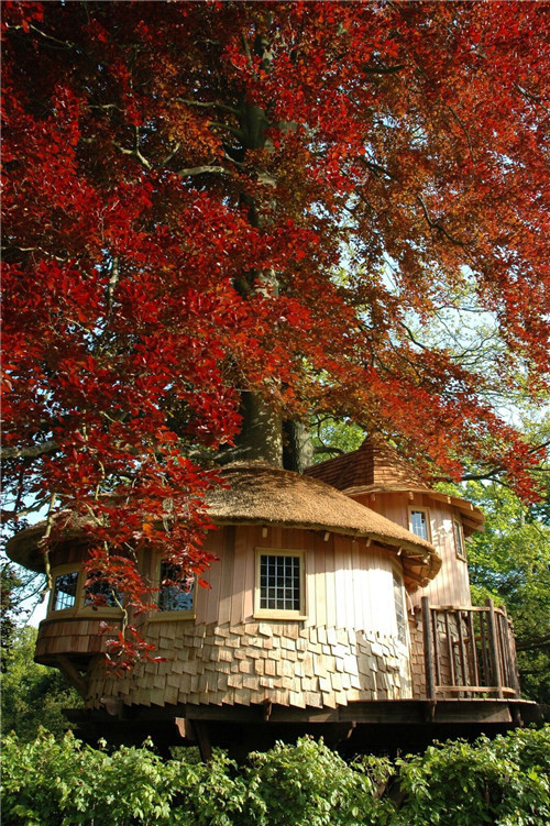 “藍(lán)森林”樹屋給你樹梢間生活的神奇體驗(yàn)