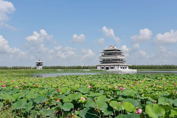 哈爾濱： 親水觀鳥樂 濕地旅游熱